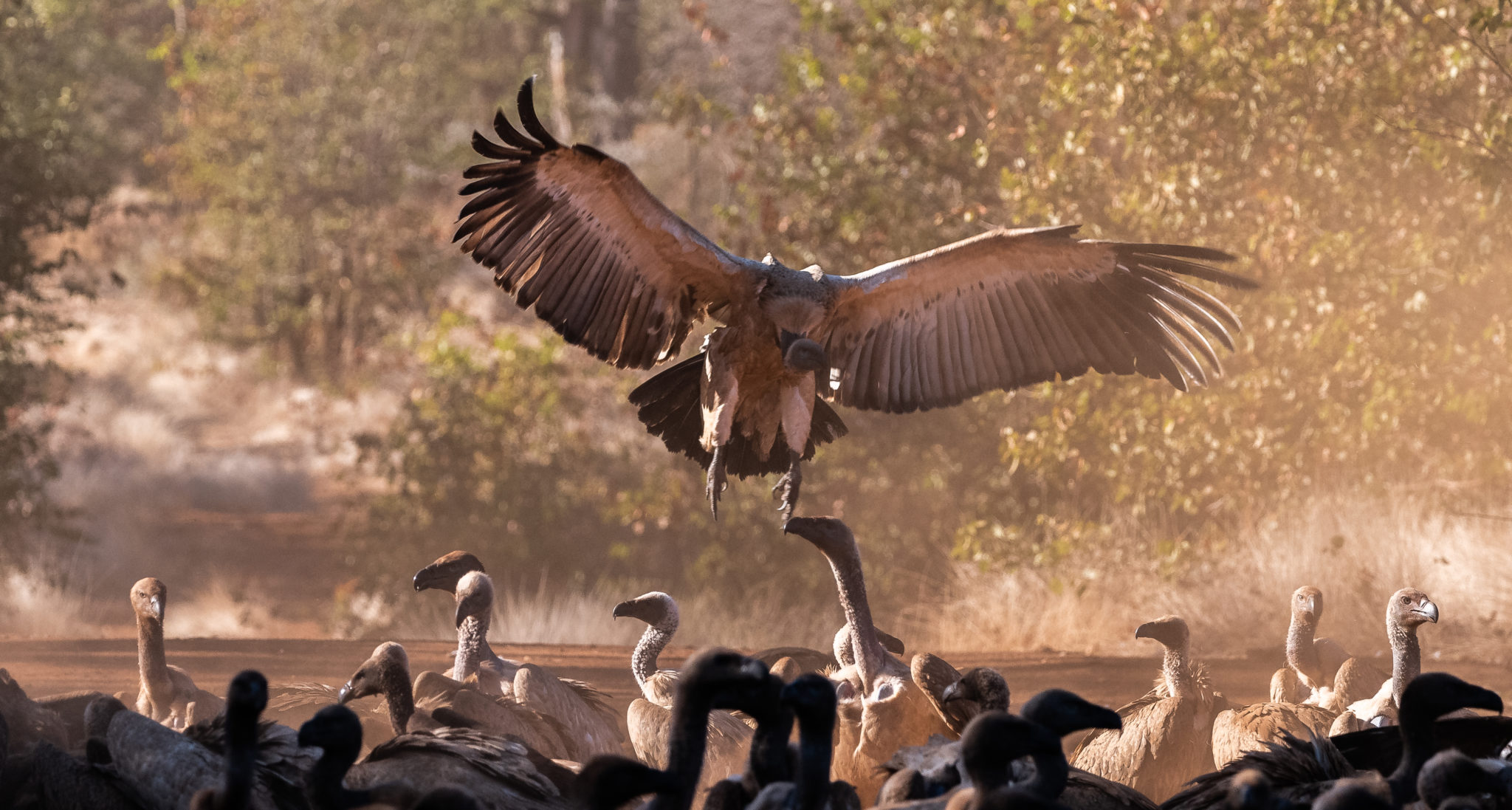 VULTURE SAFE ZONE Selati Wilderness Foundation