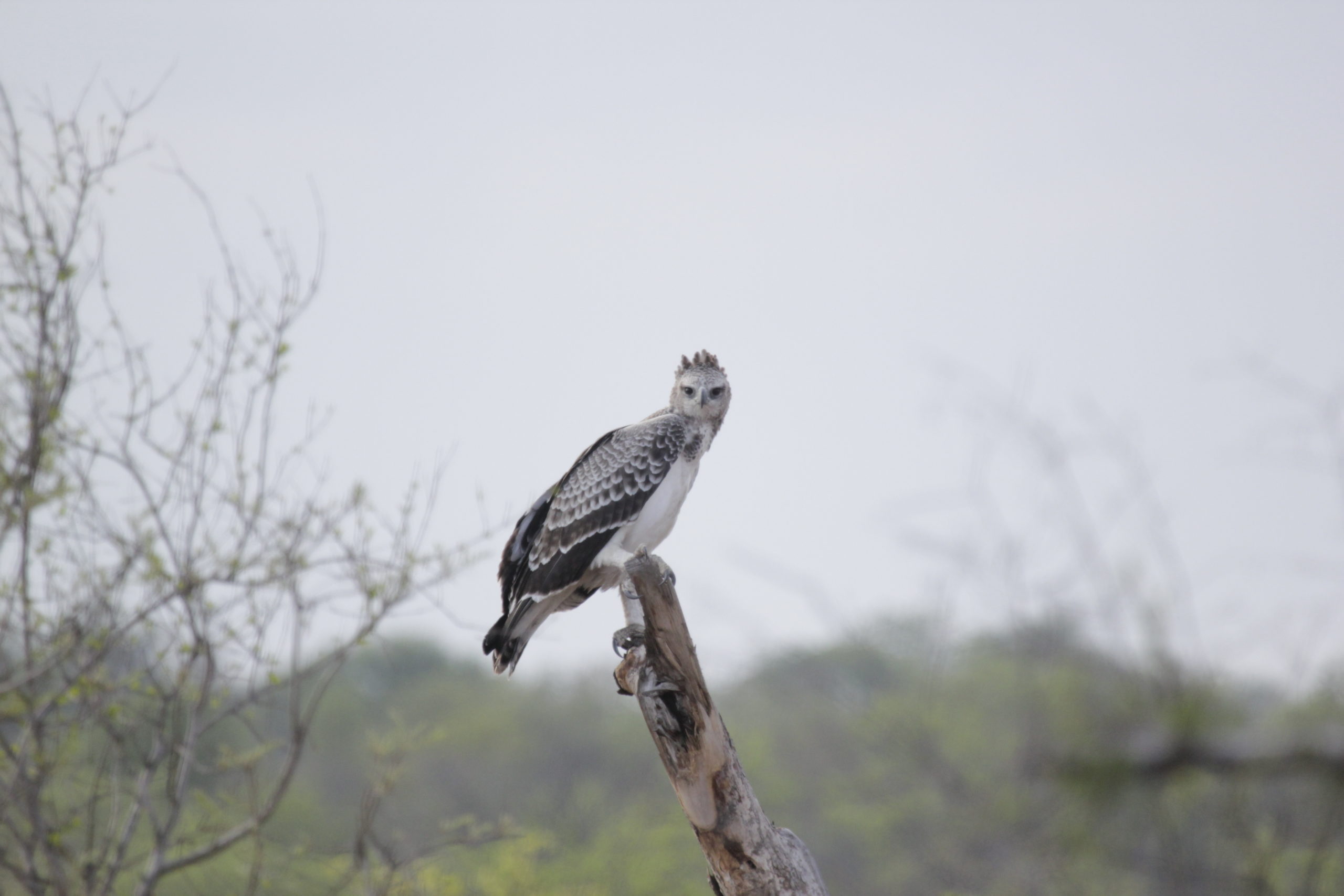 Why Martial Eagles?