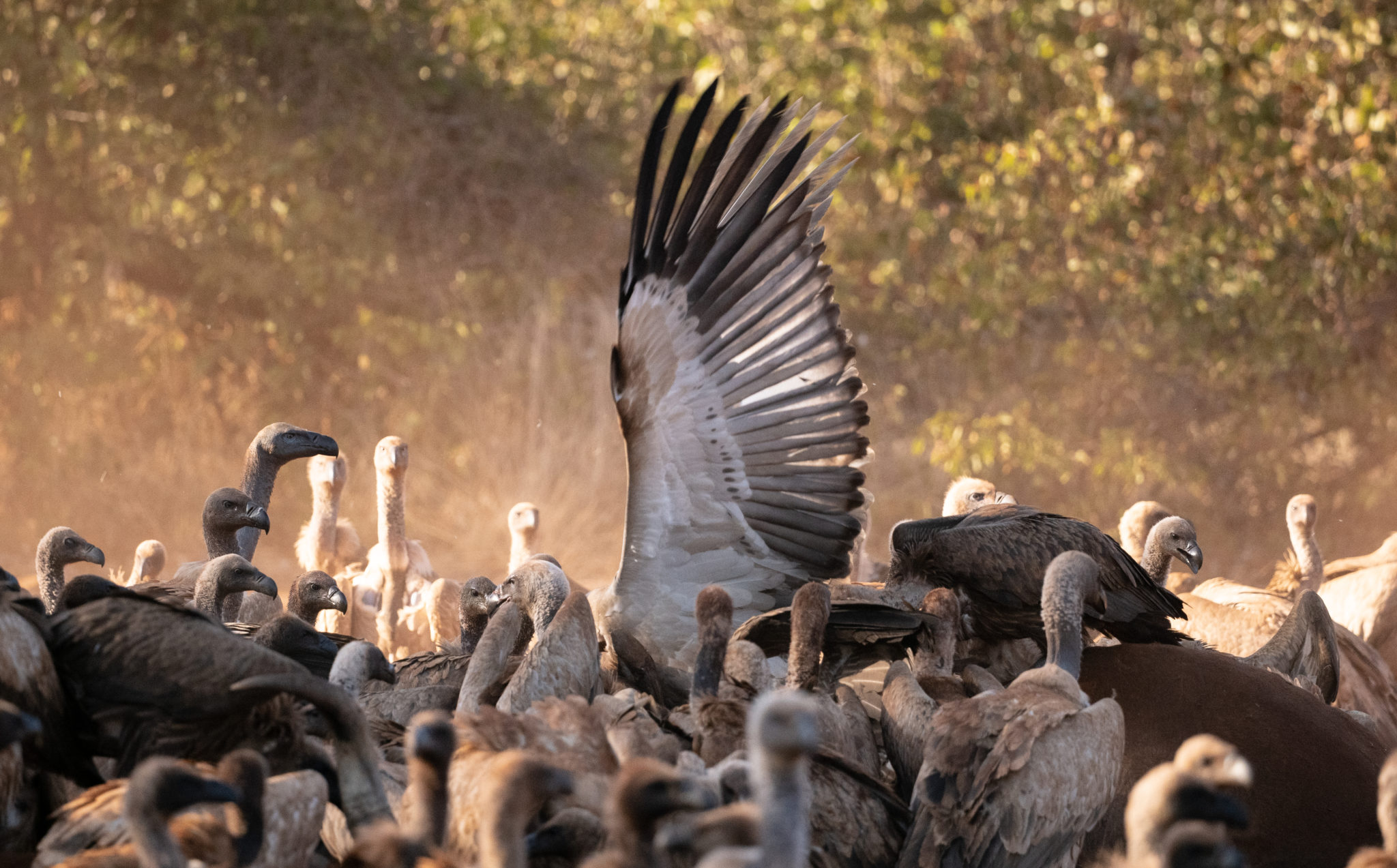 VULTURE SAFE ZONE – Selati Wilderness Foundation