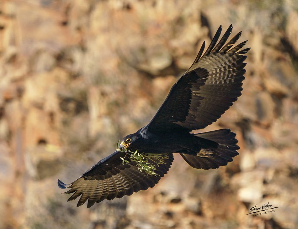 Verreaux's eagle – black eagle