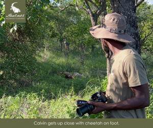 Selati Wilderness Foundation - Calvin viewing cheetah on foot.