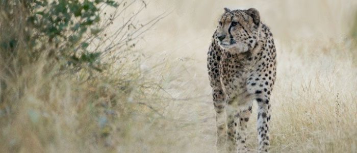 Diet-Composition-of-Large-Carnivores-