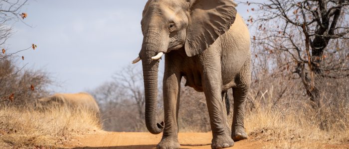 SWF elephant