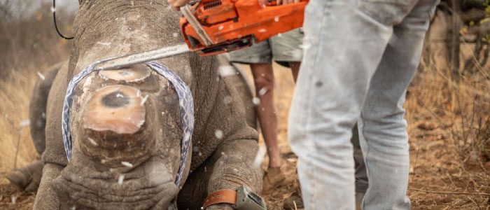 Quantifying-rates-of-horn-regrowth-of-Southern-white-rhino