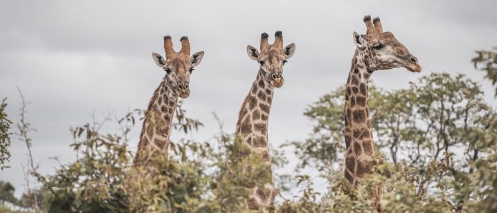 SELATI WILDERNESS FOUNDATION - GIRAFFE
