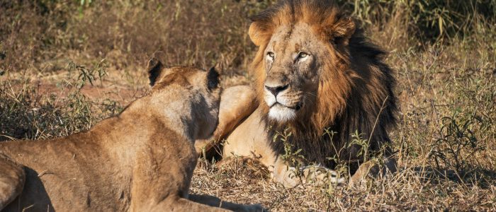 sELATI WILDERNESS FOUNDATION - LIONS