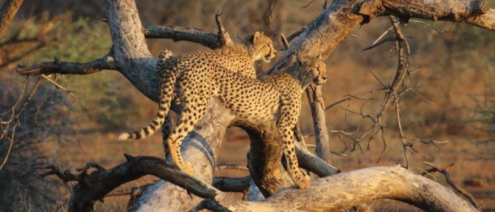 SWF cheetah